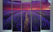 Лаванда, летний закат