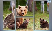 Медведи в лесу