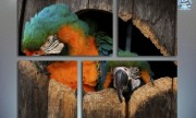 Попугай