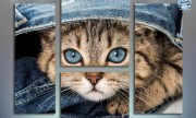 Котенок. Голубые глаза