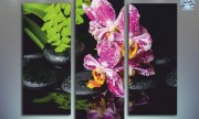 Spa яркий акыент